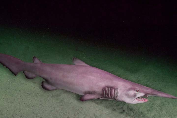 Alien Shark ke facts