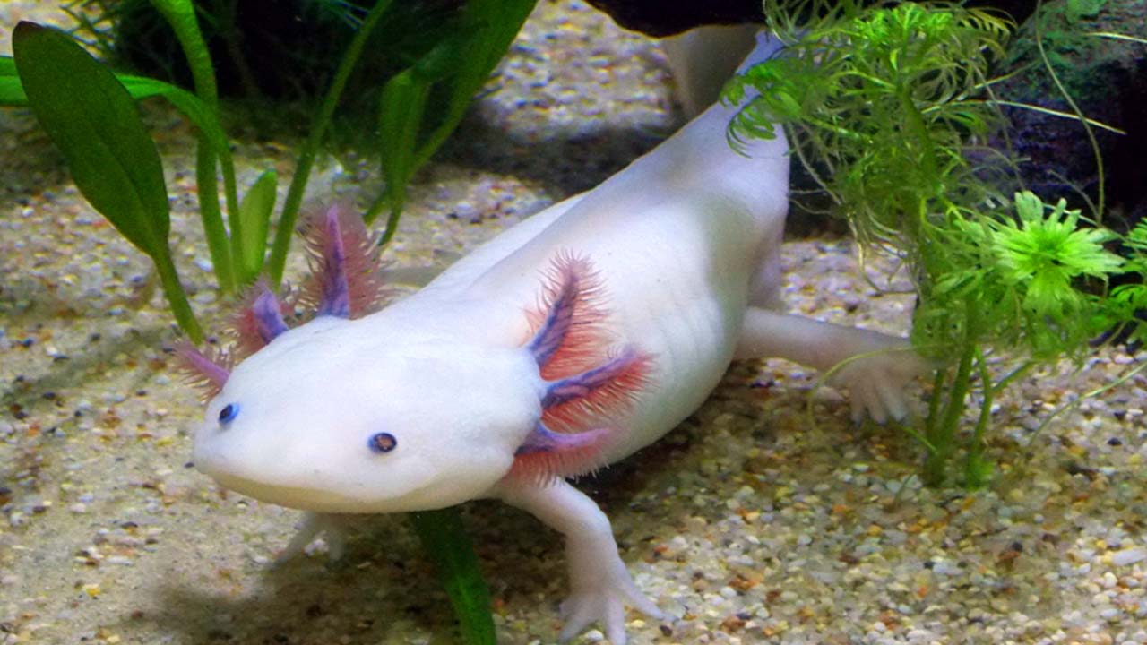 Axolotl kaha paya jata hai
