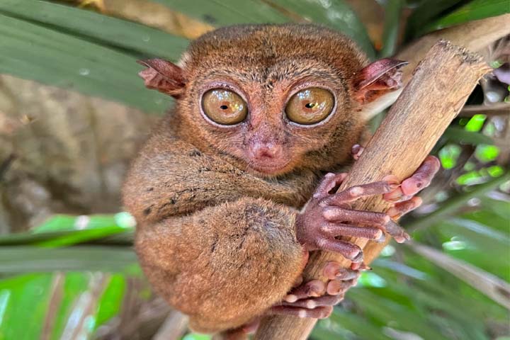Tarsier animal facts in Hindi