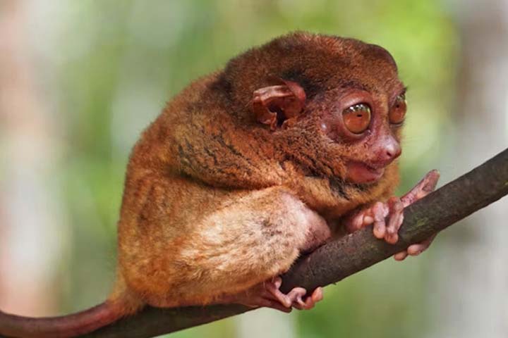 Tarsier jeev ke bare me