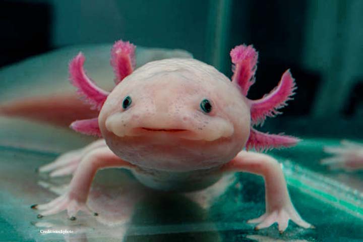 Axolotl