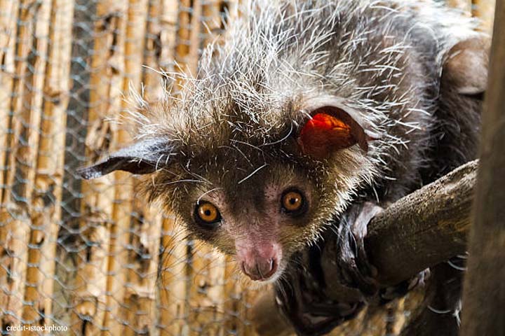 Aye-Aye animal ke bare me hindi