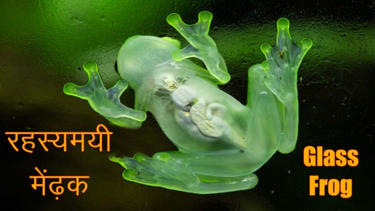 glass frog transparent medhak