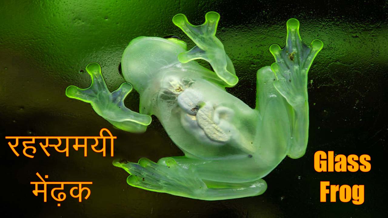 glass frog transparent medhak