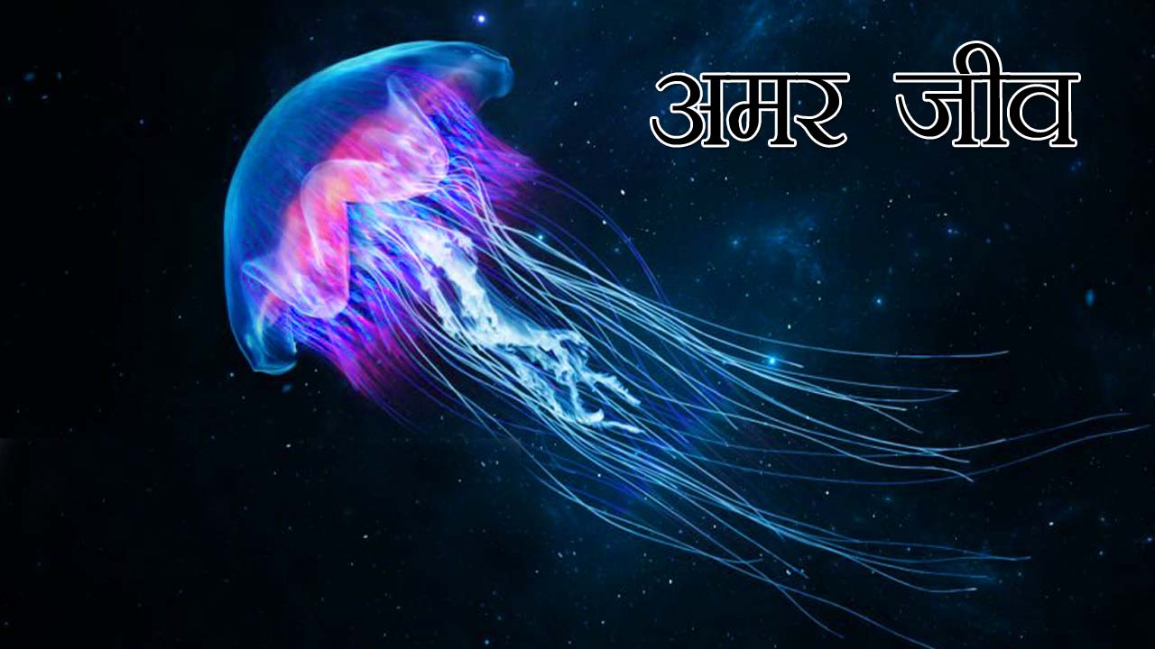 Jellyfish ke facts ke bare me hindi